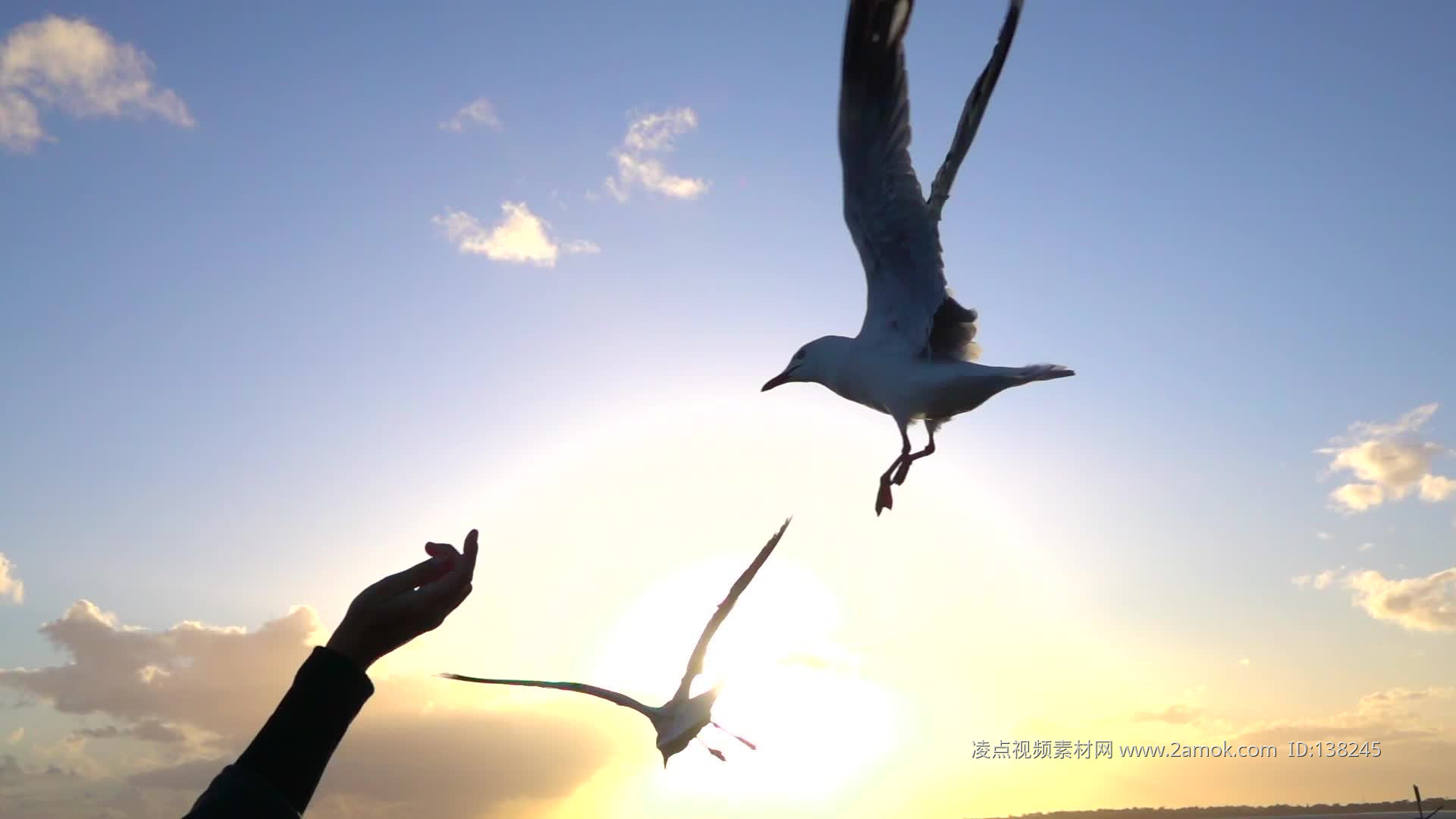 群鸟起飞视频素材下载,高清实拍群鸟起飞视频素材模板网站_凌点网