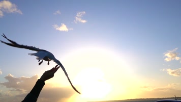 海鸥 飞翔 天空 美丽的鸟  