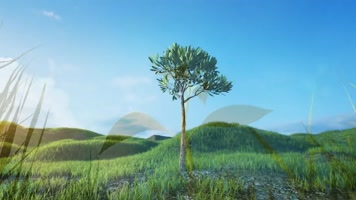 树苗变大树