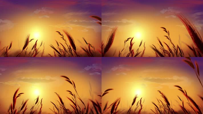 【4K】夕阳下的小麦（循环）