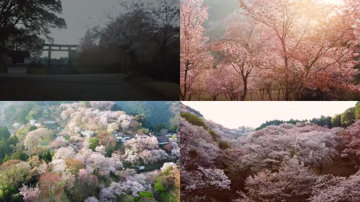 日本樱花美景