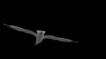 海鸥飞向带通道(带透明通道)