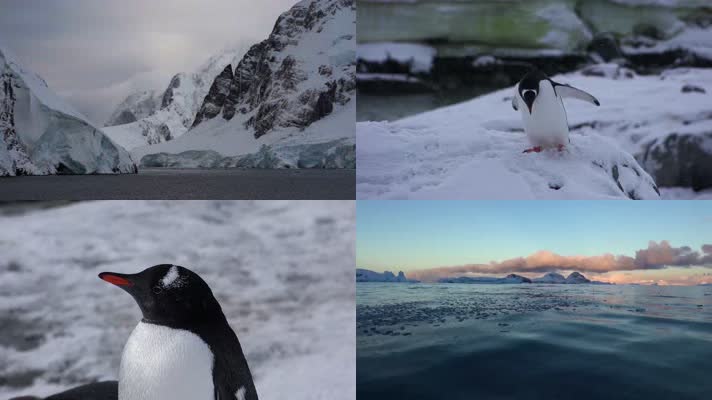 北极冰海企鹅