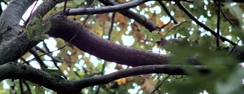 大自然春天万物复苏昆虫