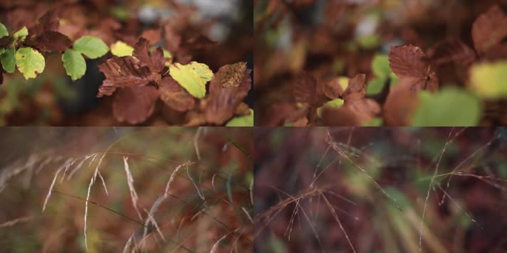 4k镜头在小草植物树叶叶子歼缓慢穿梭秋天秋