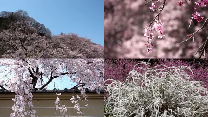 【4K】日本樱花美景
