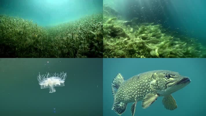 海洋生物海底游鱼海底世界