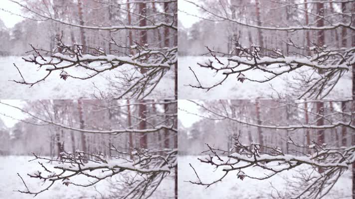 冬天雪地里的树枝  树林
