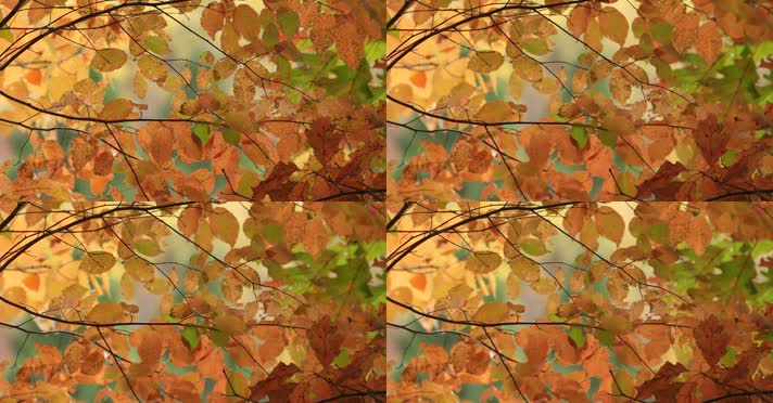 金色树叶秋天季节