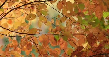 金色树叶秋天季节