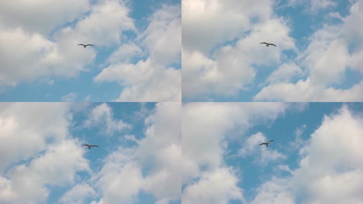 海鸥自由飞翔在空中 