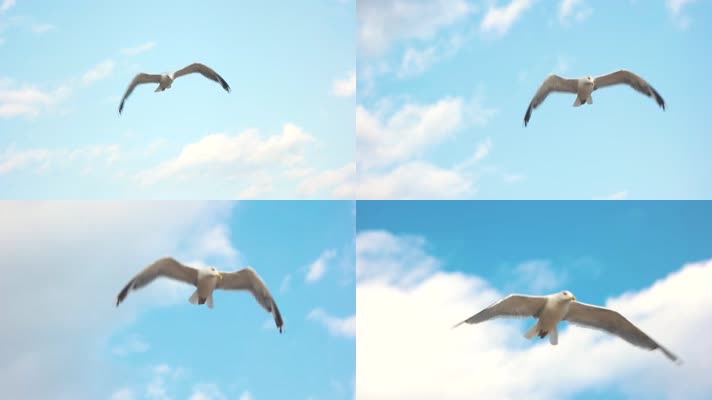 海鸥在空中自由飞翔 