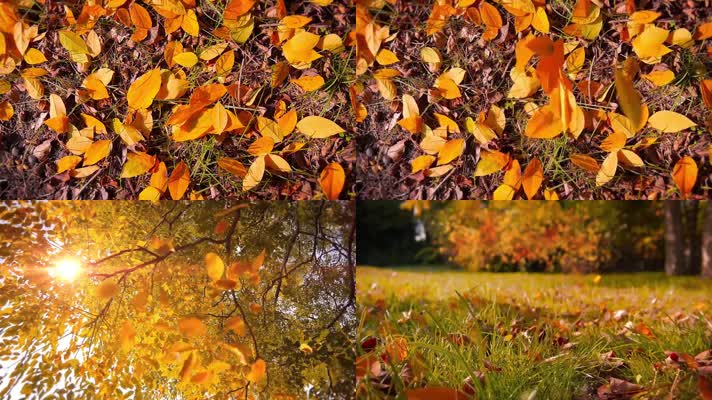 金秋落叶阳光