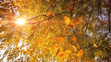 金秋落叶阳光