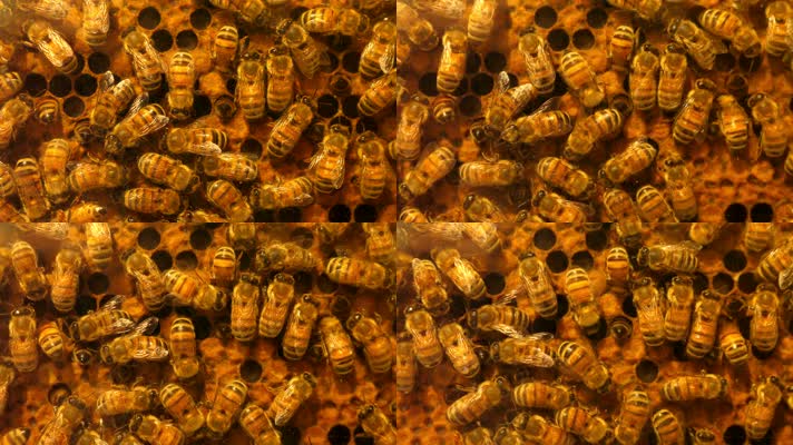 一堆蜜蜂筑窝 蜜蜂特写镜头