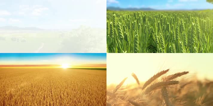 小麦大丰收绿色农业科技精品素材