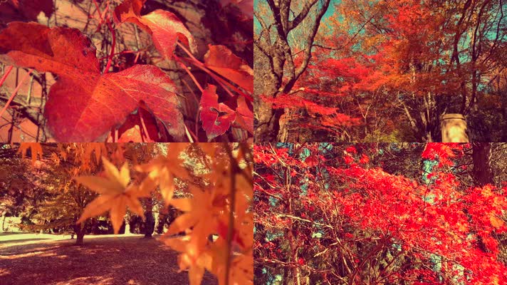 4K秋天风景金秋十月自然生态环境公园景色