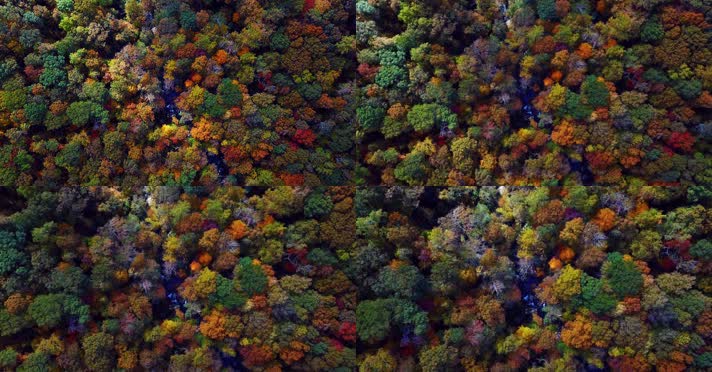 金秋季节美丽森林风景4K航拍