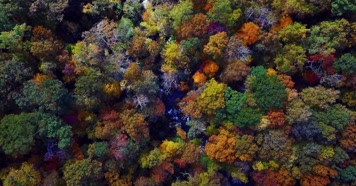 金秋季节美丽森林风景4K航拍