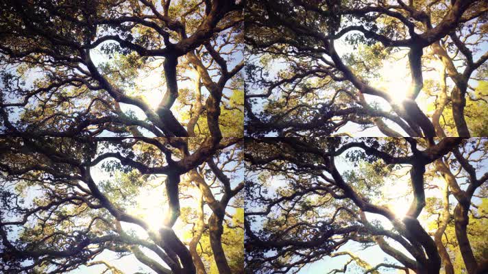 4K阳光闪闪穿过大树间隙