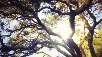 4K阳光闪闪穿过大树间隙