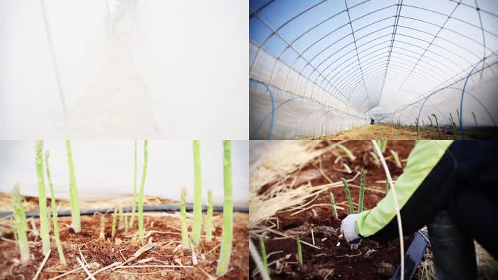 温室大棚种植竹笋农业科技