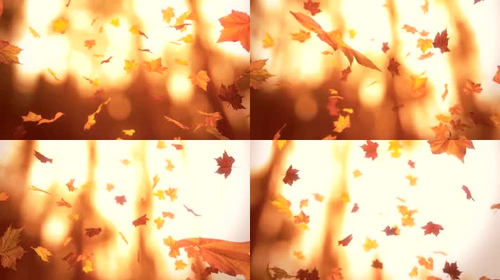 金秋落叶枫叶飘落