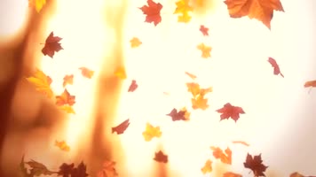 金秋落叶枫叶飘落