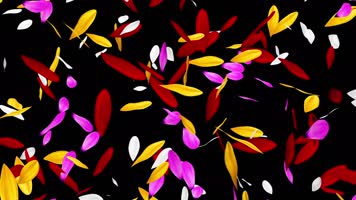 五颜六色的花瓣