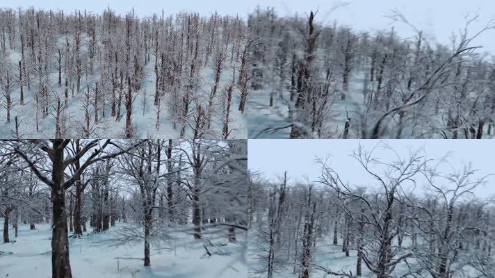 森林冬季白雪压枝头