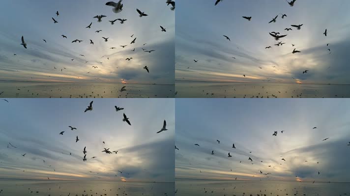 海鸥 飞翔 天空 美丽的鸟 