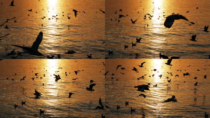 海鸥 飞翔 天空 美丽的鸟 鸟类  