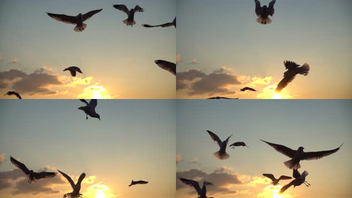 海鸥 飞翔 天空 美丽的鸟  