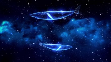 大鱼星空背景循环