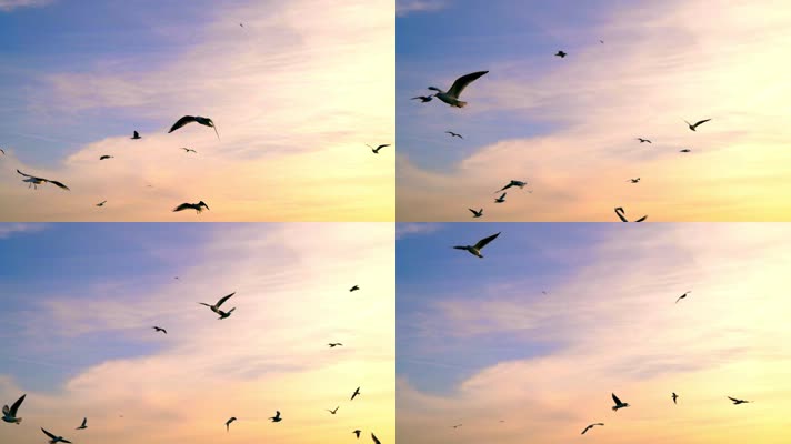 海鸥 飞翔 天空 美丽的鸟  