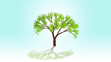 种子发芽生长成参天大树