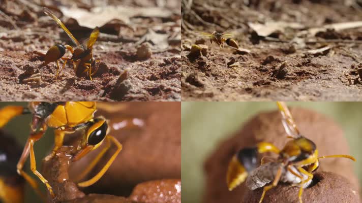 土蜂昆虫产卵造房子趣味生物科学实拍素材