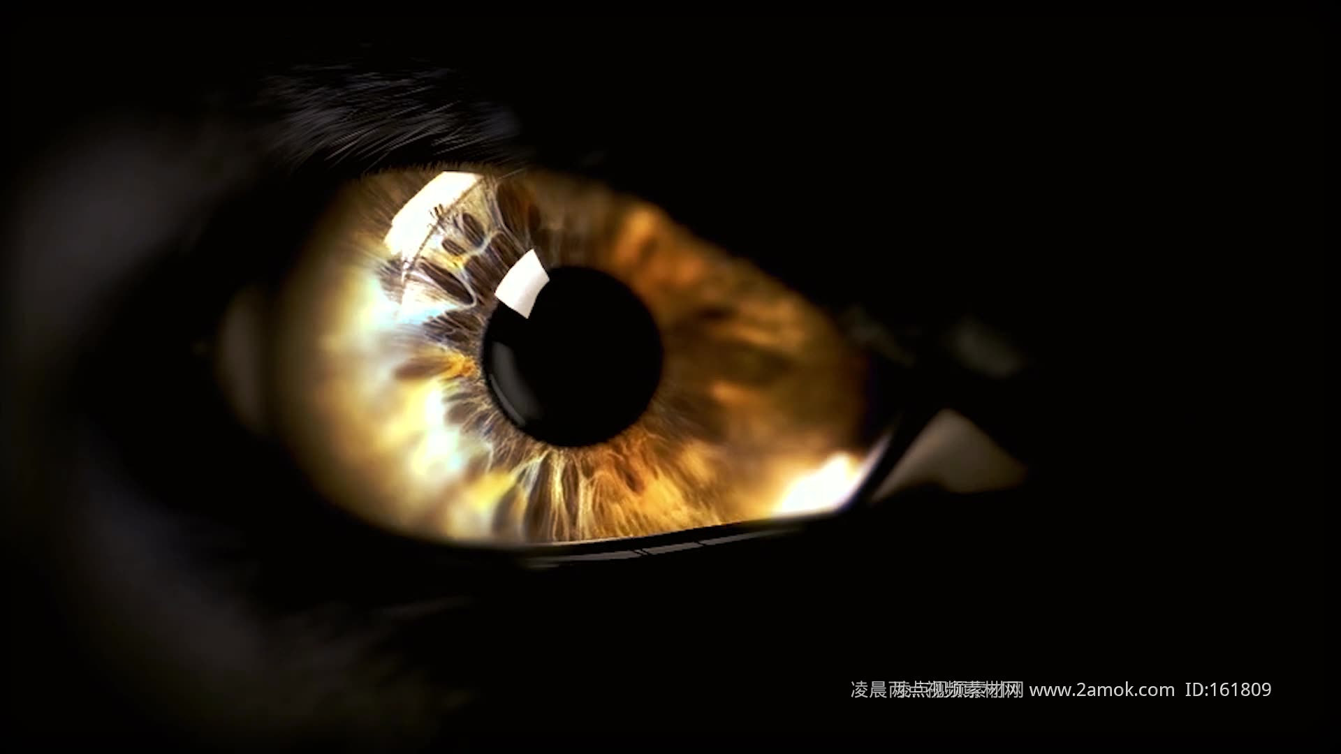 Tiger Eye HD Desktop壁纸：宽屏：高清晰度：全屏