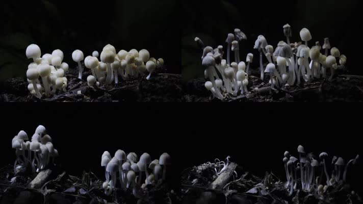 野生食用菌类蘑菇生长延时拍摄