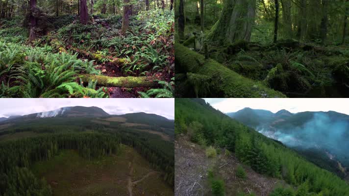 树木砍伐森林退化生态危机绿色环保宣传
