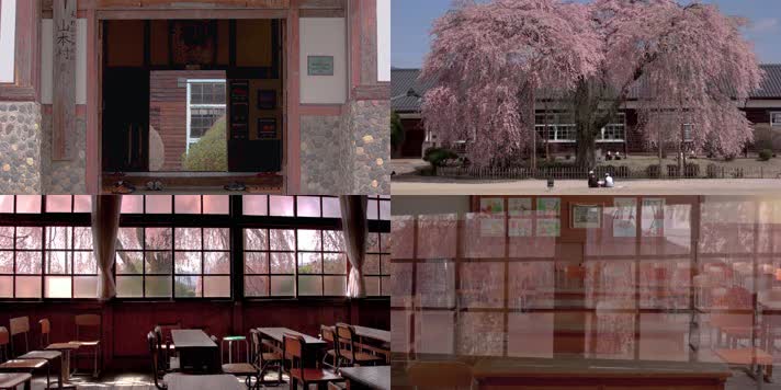 4K樱花开放大树