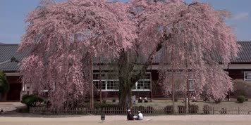 4K樱花开放大树