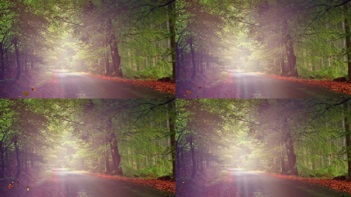 森林晨雾视频背景
