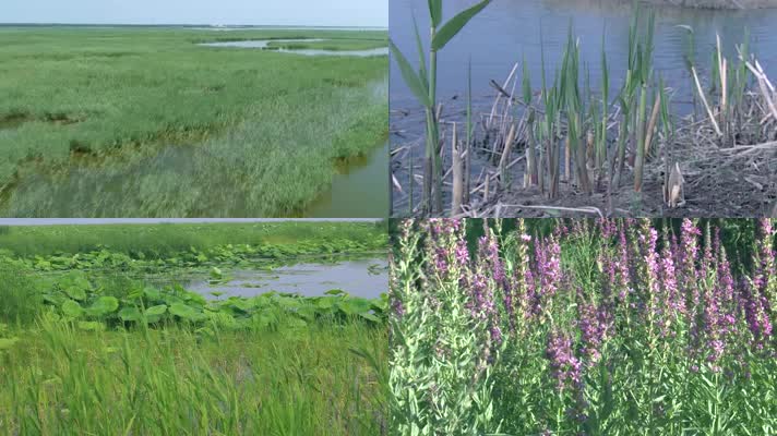 湿地生态环境-植物