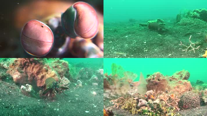 海底世界生机盎然水生物海洋生物