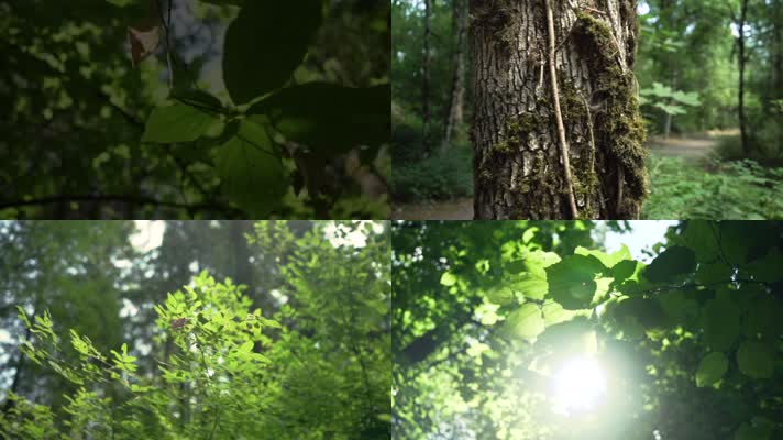 森林绿叶阳光穿过清新自然生态环境