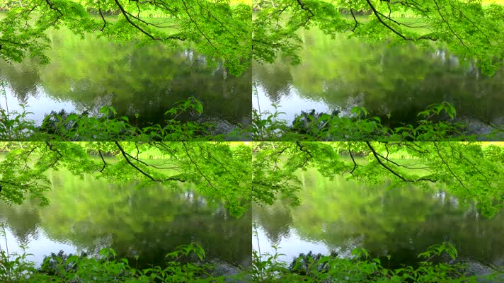 森林湖水绿色天然氧吧