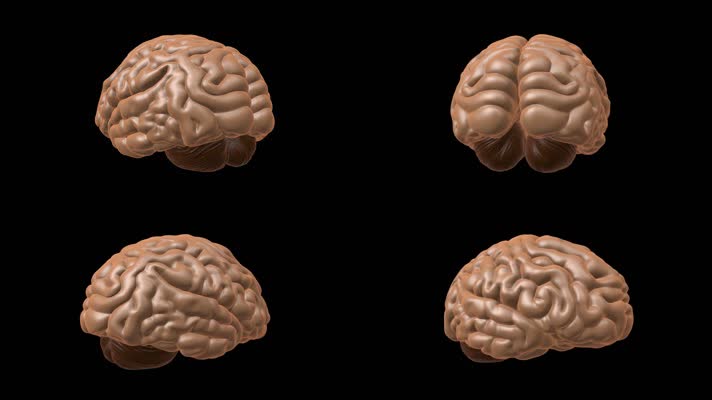 大脑360度视角医疗三维肌理动画