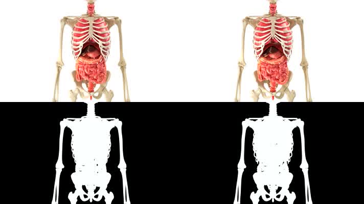 人体内脏器官机理三维动画