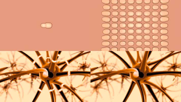 神经细胞分裂